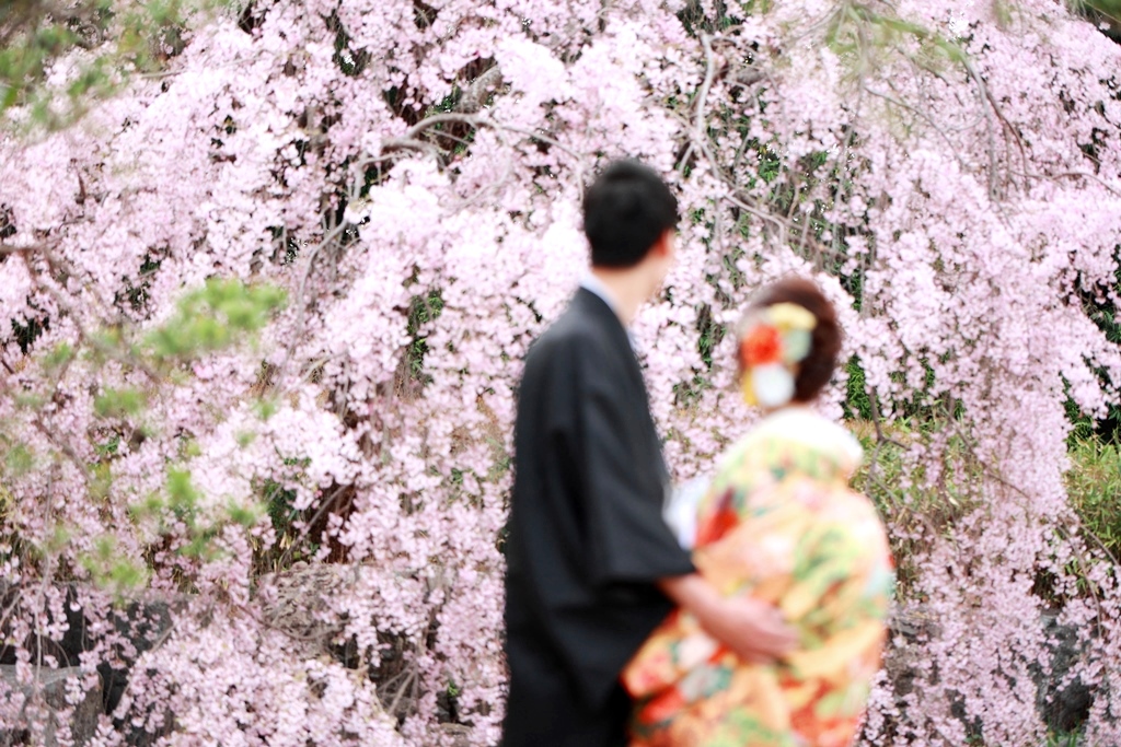 垂れ桜では桜のカーテンの様なお写真も