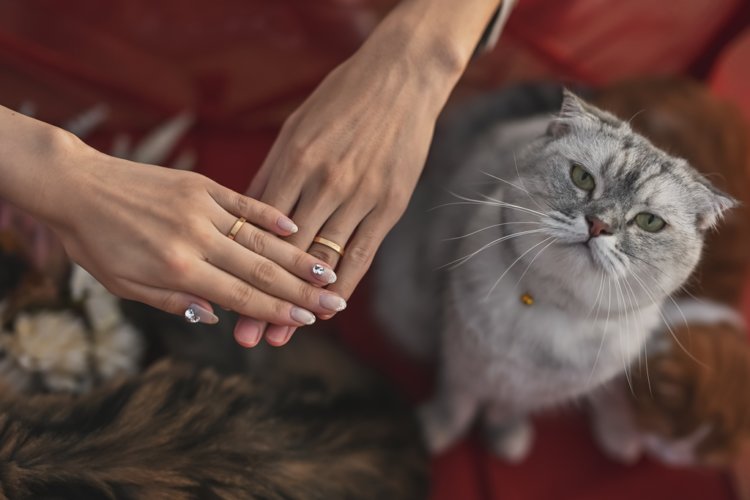 指輪を見る猫