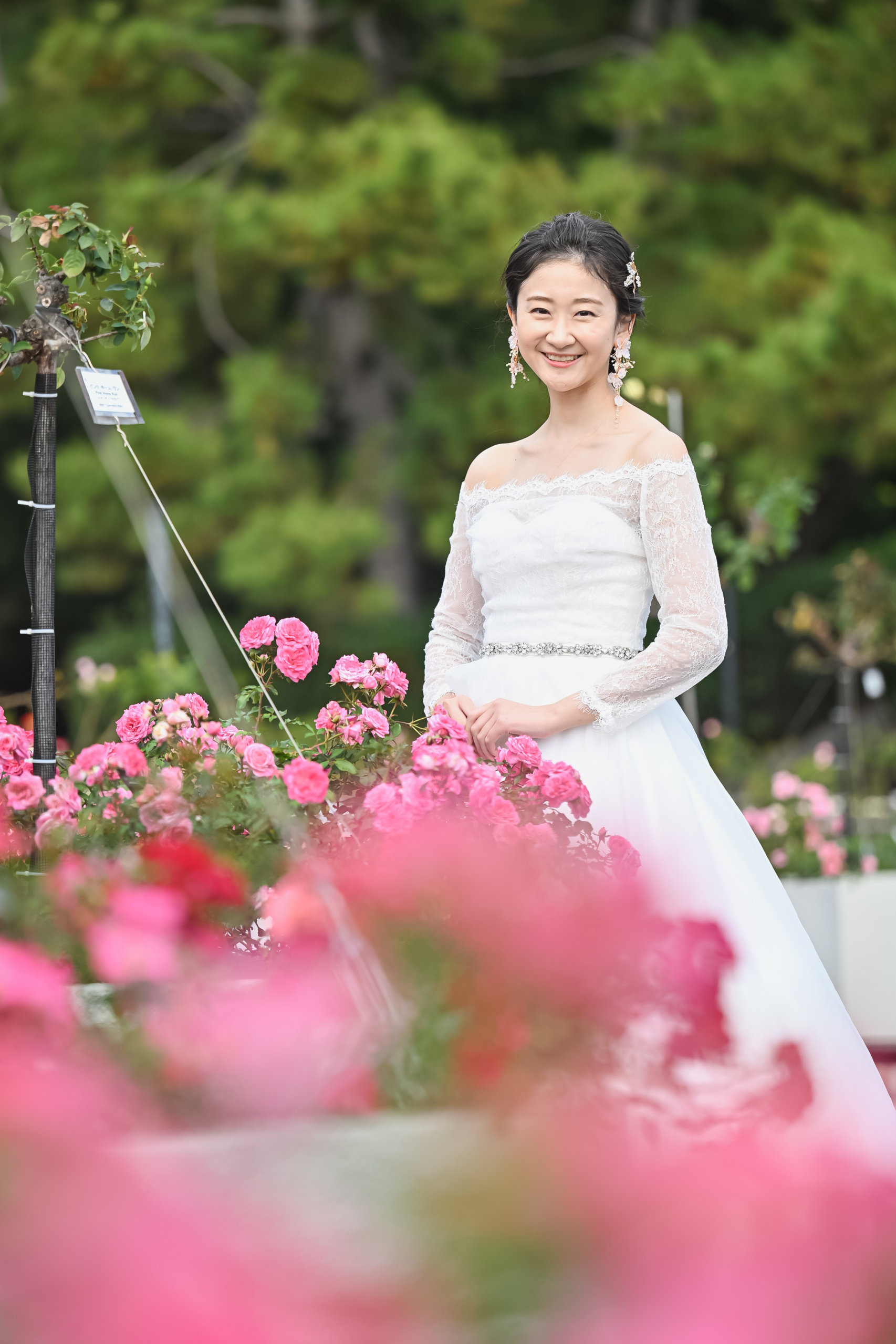 満開のピンクのばらに顔を寄せる花嫁